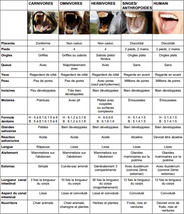 l'Homme est-il herbivore